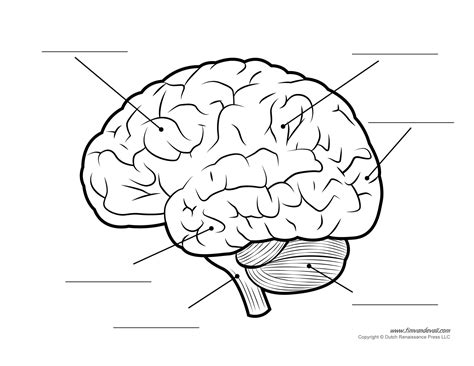 Printable Blank Brain Diagram